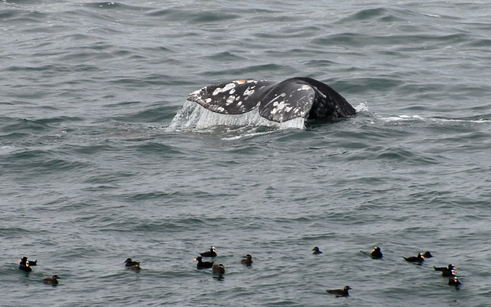 whale watching tours seaside oregon