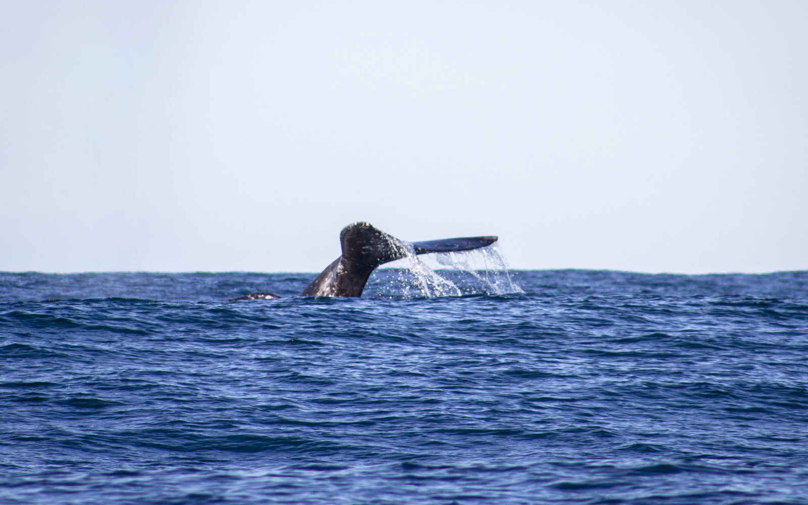 whale watching tours seaside oregon