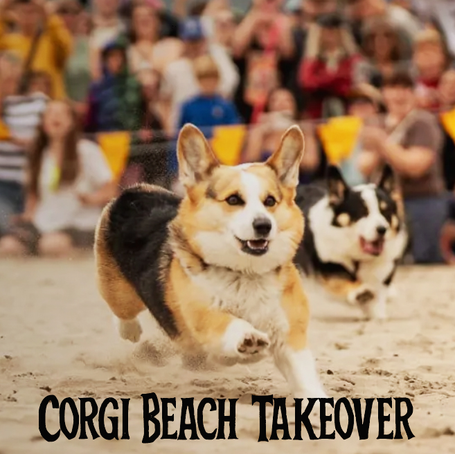 Corgi Beach Takeover in Seaside Oregon