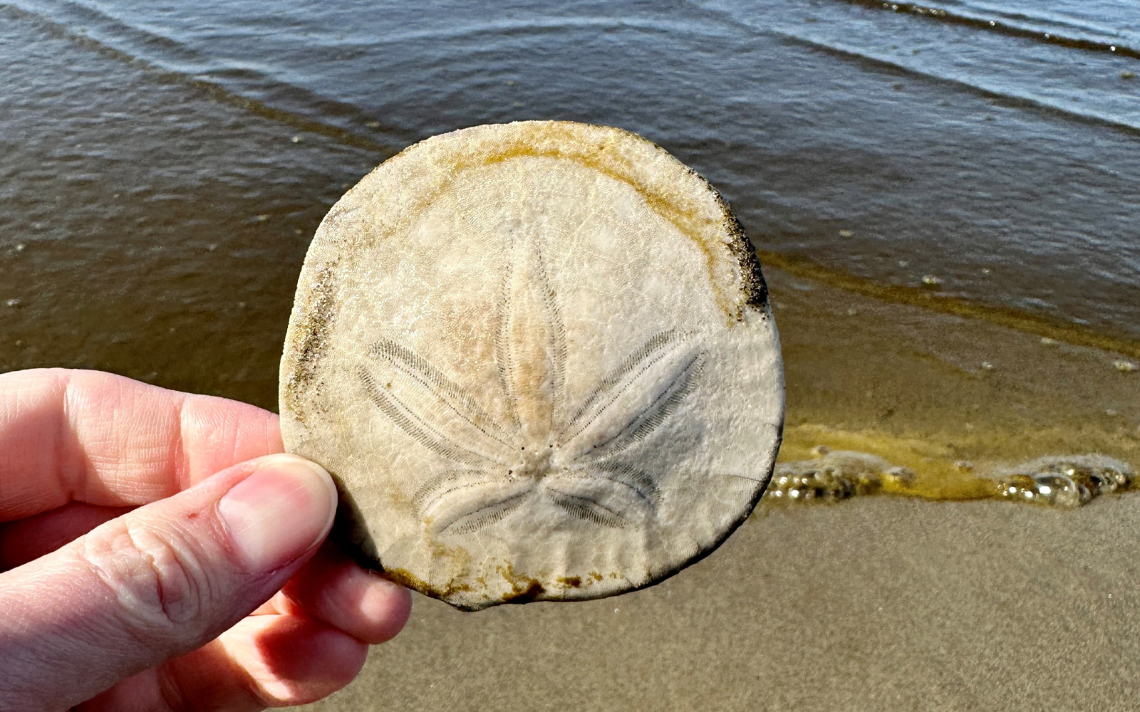 Seaside Sand Dollar