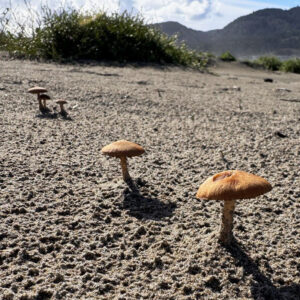 Wild Mushroom Hike at Fort Stevens State Park