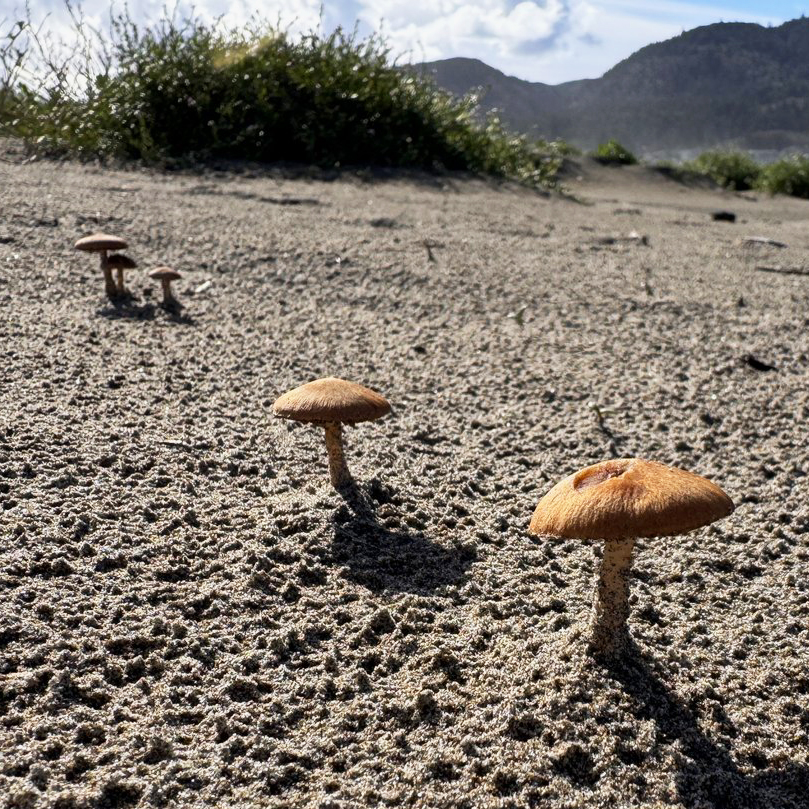 Wild Mushroom Hike at Fort Stevens State Park