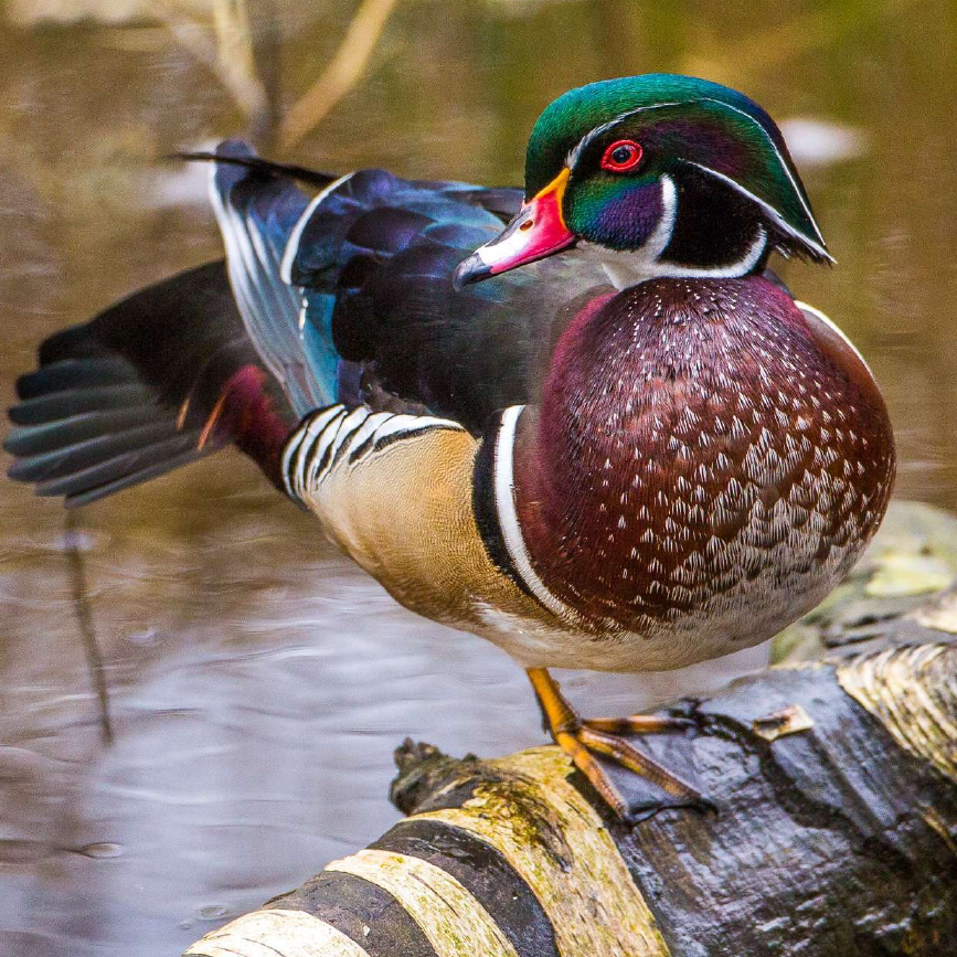 Fort Stevens State Park Bird Hike